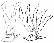 Two Leg and Five Leg Hosiery Displays